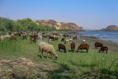 A scene of a group of sheep eating grass from the pasture