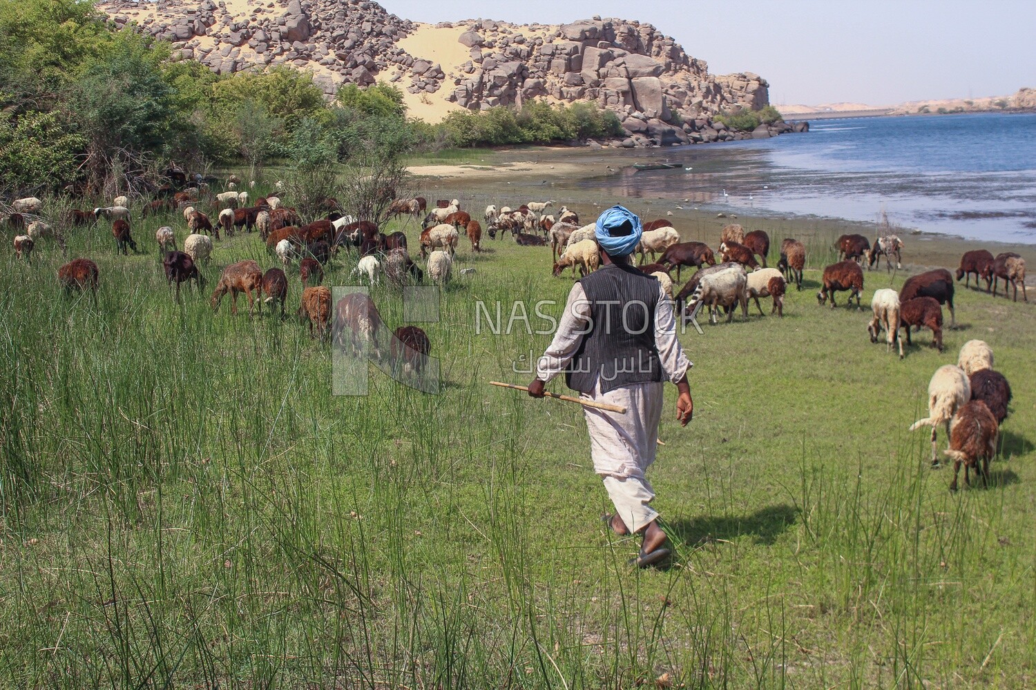 Shepherd tends sheep