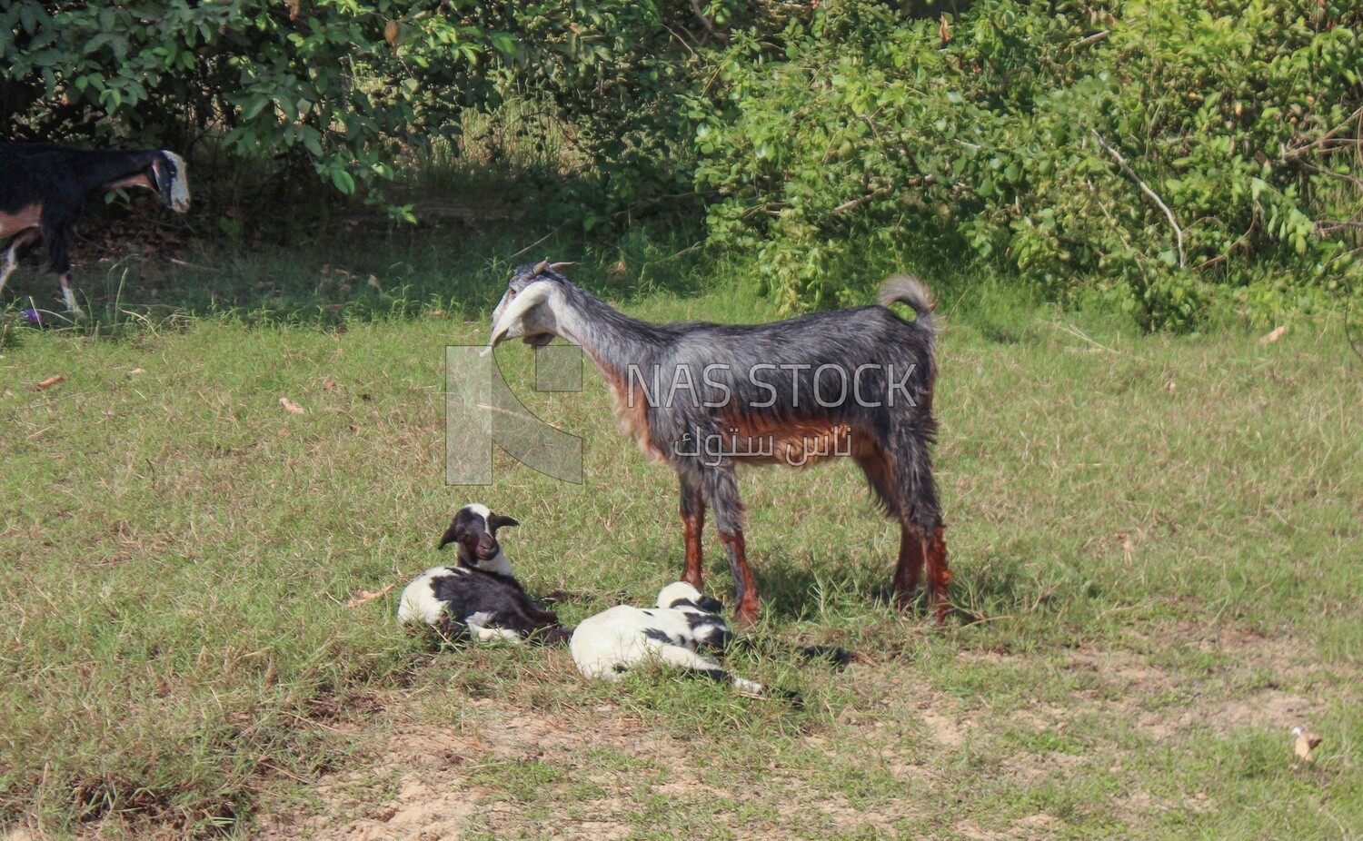 Goat standing in the pasture next to her young