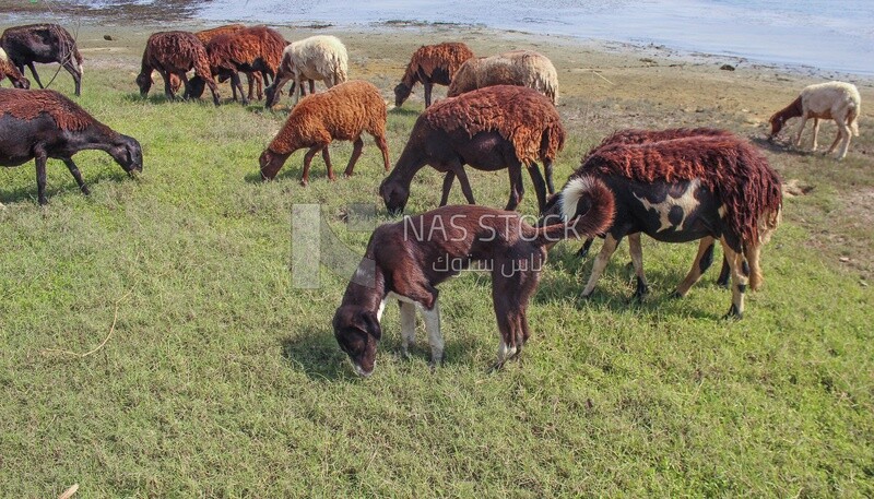 Shepherd dog guarding the sheep and eating grass