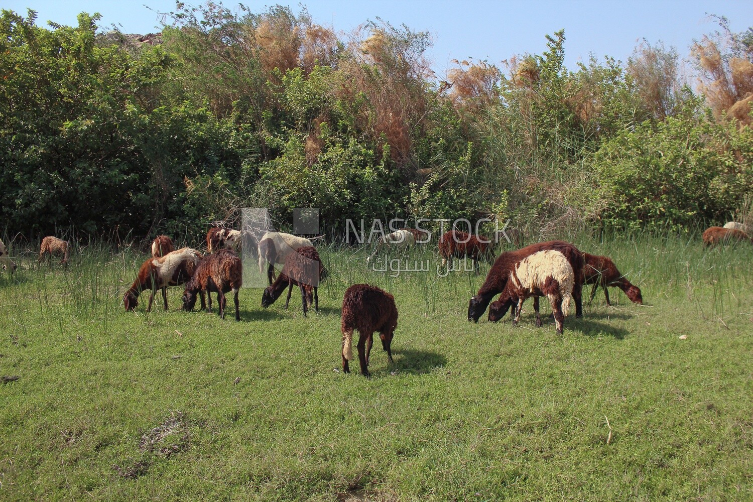 A scene of a group of sheep eating grass from the pasture