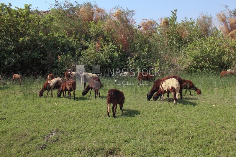 A scene of a group of sheep eating grass from the pasture