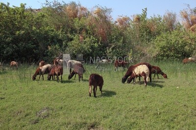 A scene of a group of sheep eating grass from the pasture