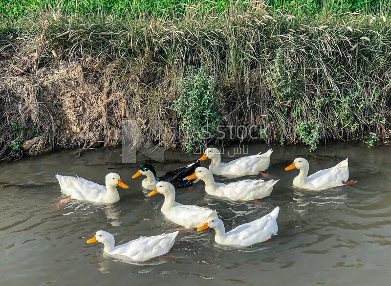 Group of ducks swimming in a pond