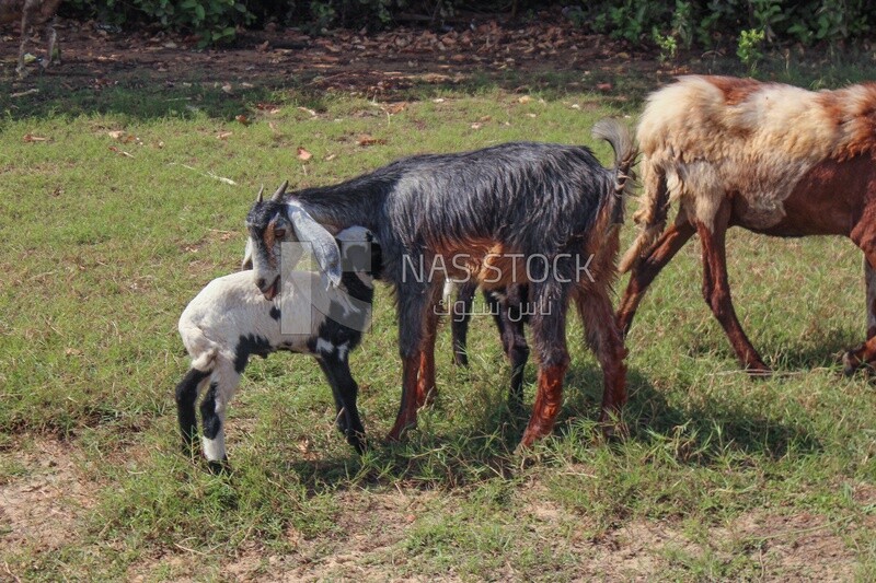 Goat playing with her young in the pasture