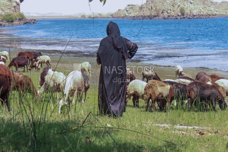 A woman tending sheep
