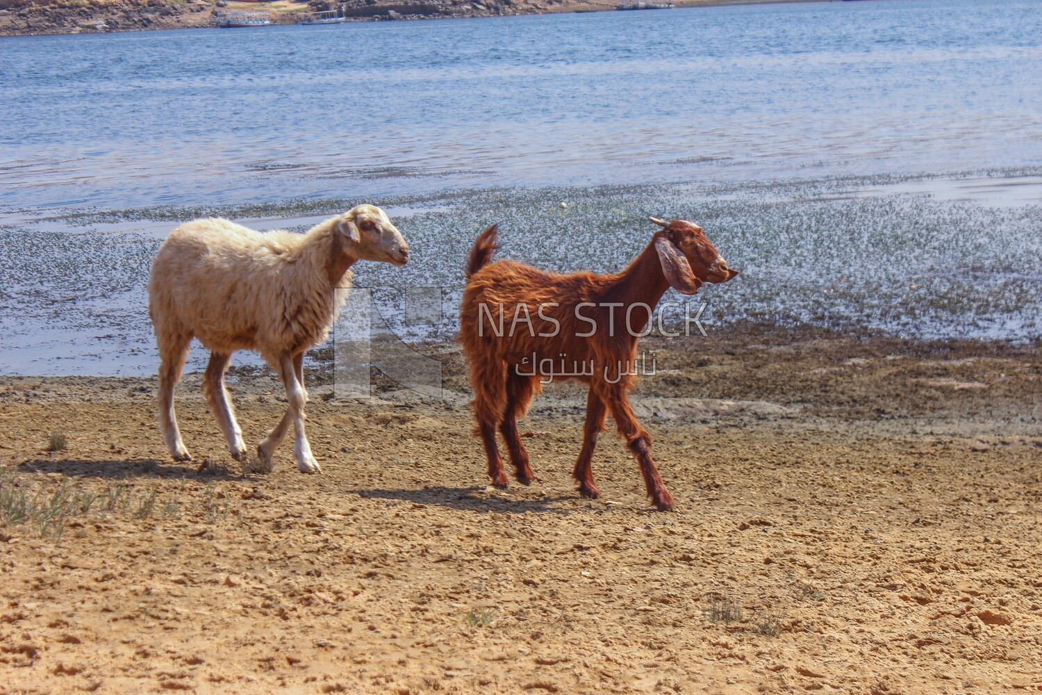 A sheep and a goat walking on the beach