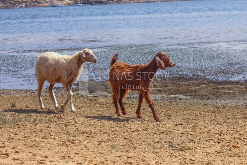 A sheep and a goat walking on the beach
