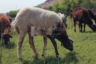 A white sheep eating grass from the pasture