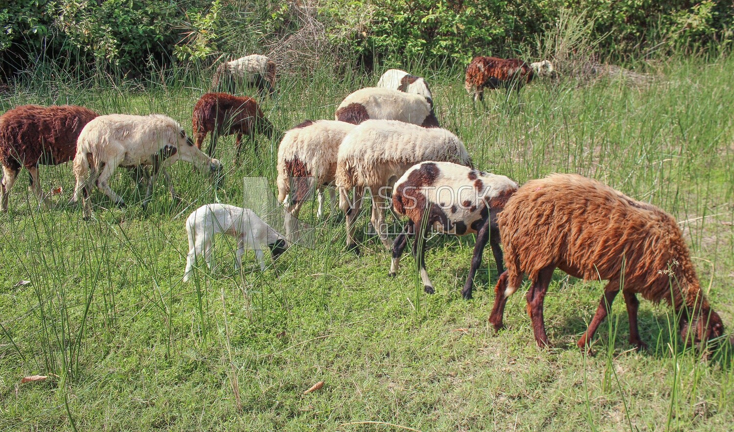 A scene of a group of sheep eating grass from the pasture