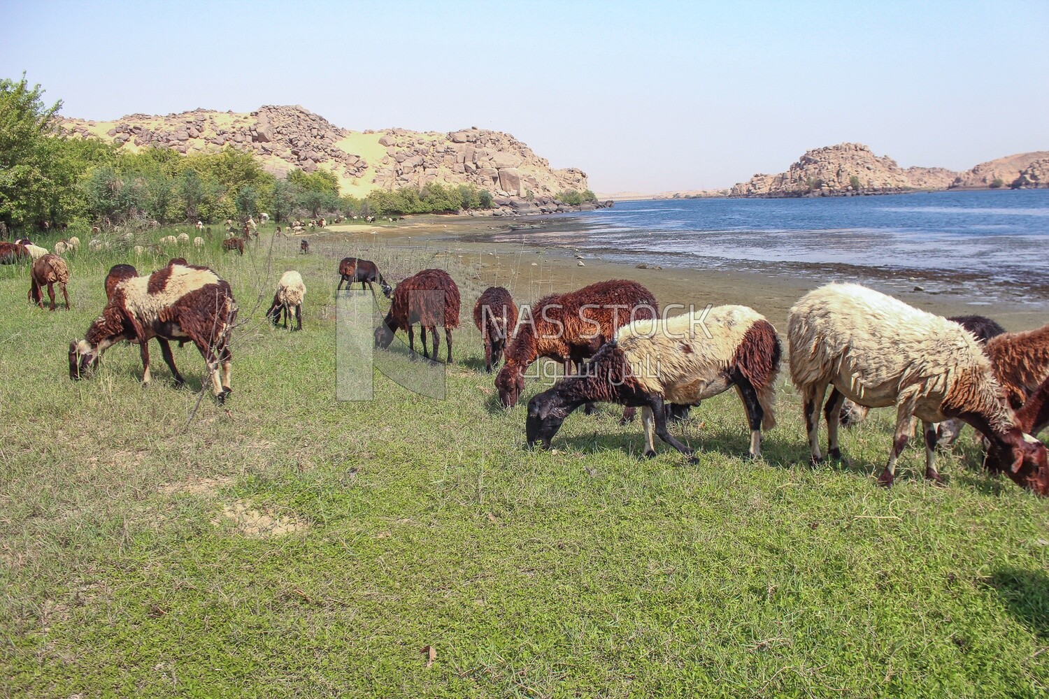 A scene of a group of sheep eating grass from the pasture