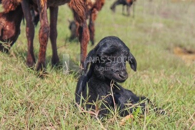 Little black goat is sitting in the pasture