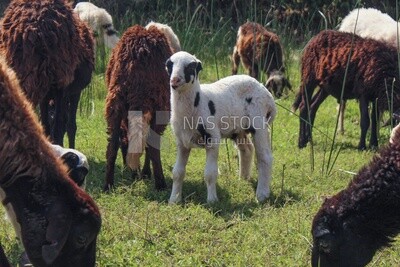 White goat standing in the middle of the herd in the pasture