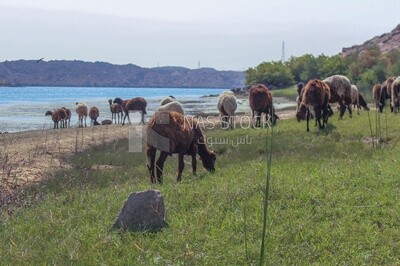 A scene of a group of sheep eating grass from the pasture