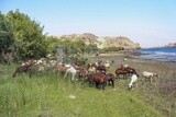 A scene of a group of sheep eating grass from the pasture