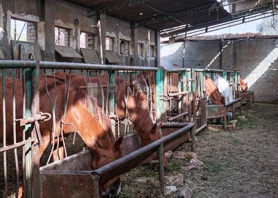 The horses in the stable are eating