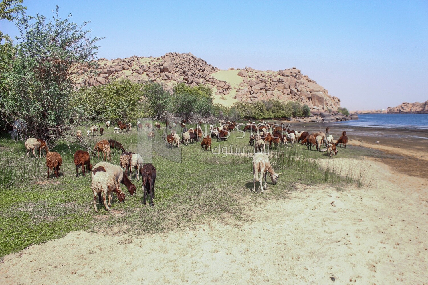 A scene of a group of sheep eating grass from the pasture
