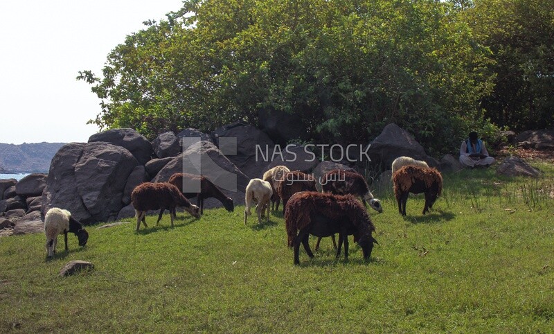 A scene of a group of sheep eating grass from the pasture