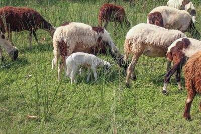 عنزة صغيرة تاكل بالقرب من والدتها