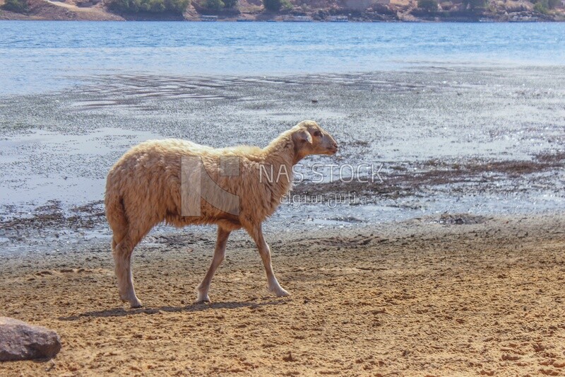 White sheep walking on the beach
