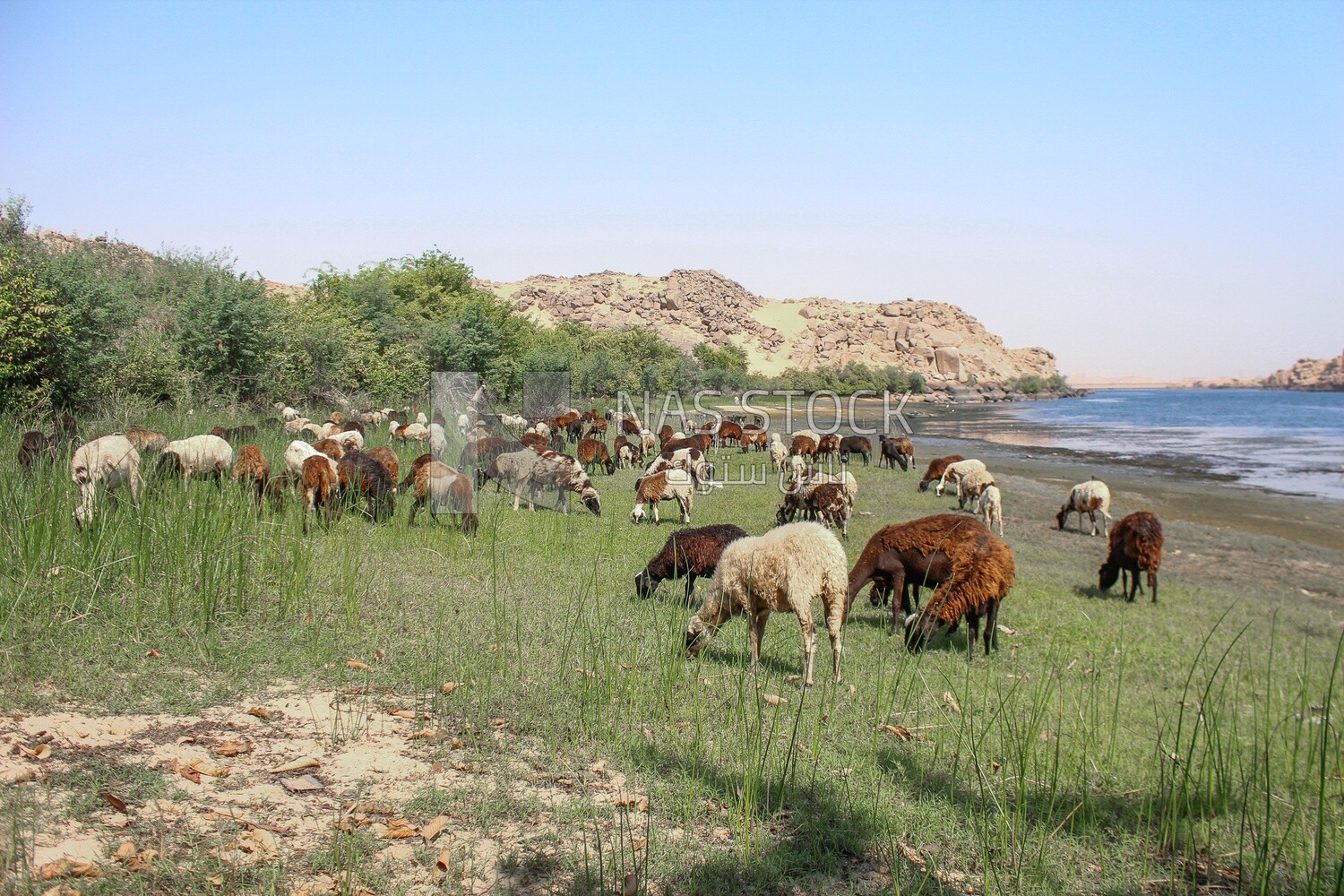 A scene of a group of sheep eating grass from the pasture