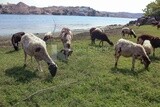 A scene of a group of sheep eating grass from the pasture