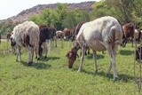 A scene of a group of sheep eating grass from the pasture