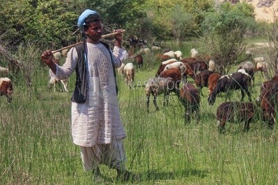 A shepherd standing among his sheep