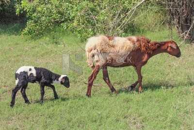 Little sheep walking behind its mother in the pasture