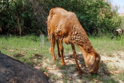 Goat eating pasture grass