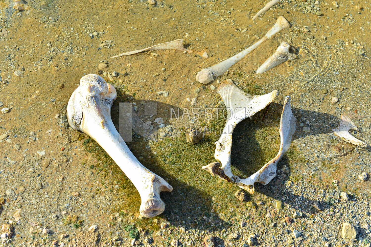 Bones and skeletal remains of animals in the Siwa Desert