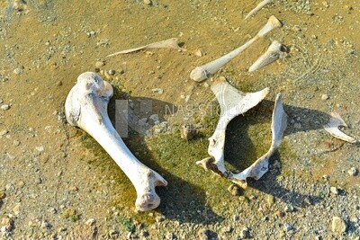 Bones and skeletal remains of animals in the Siwa Desert