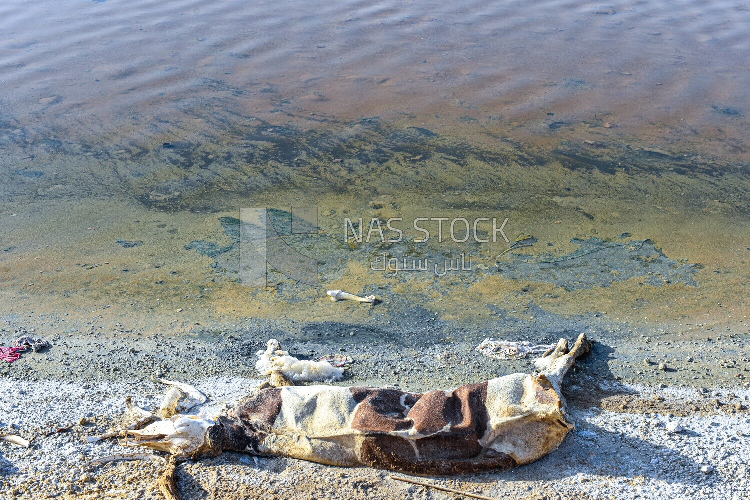 Decomposing dog&#39;s body on the beach