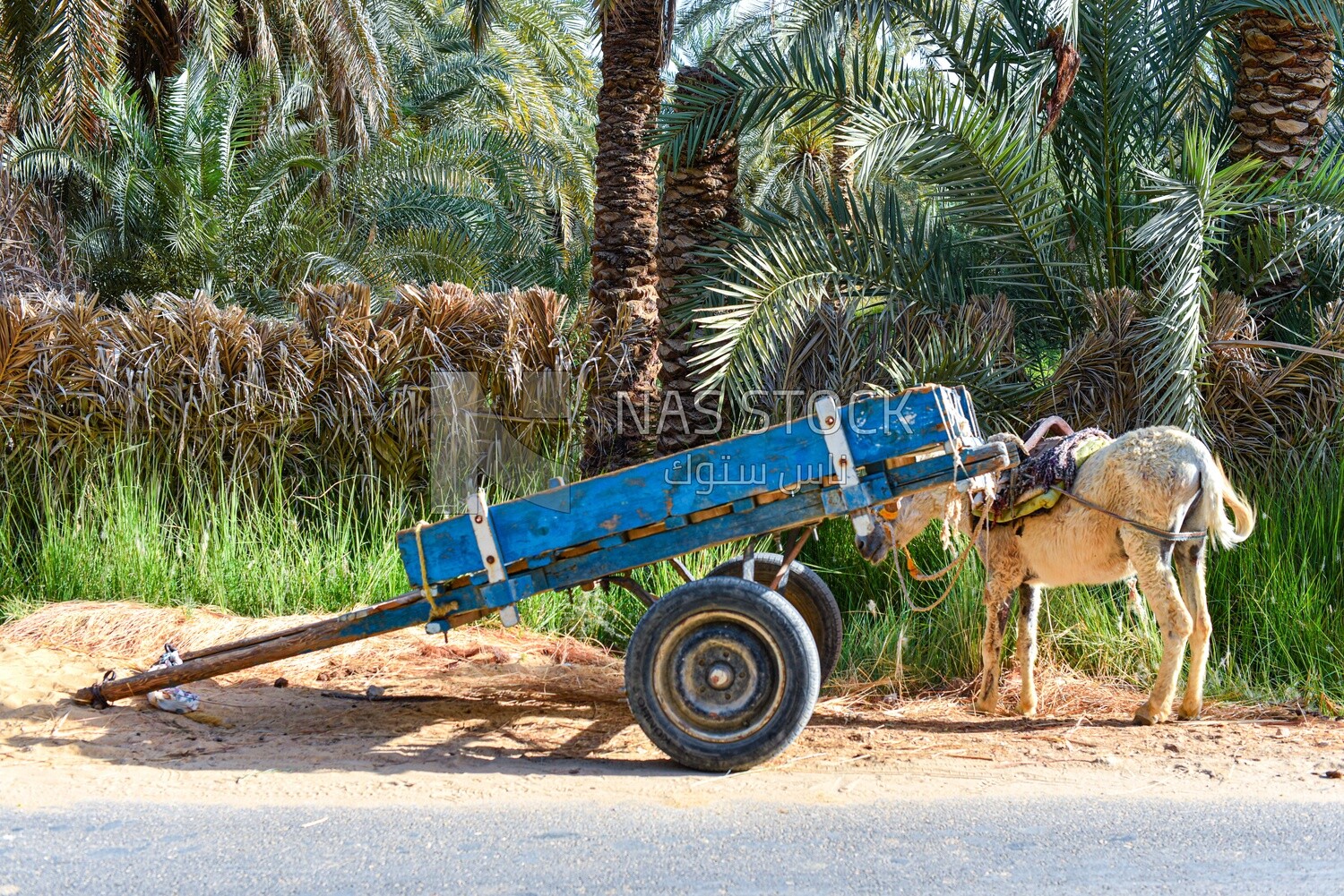 Donkey cart in egypt