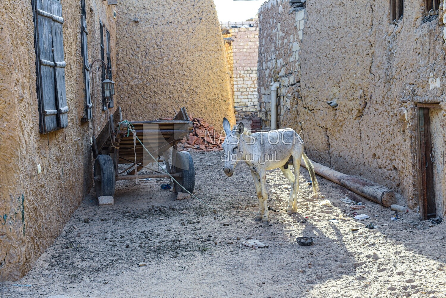 Donkey cart in One of the streets of Siwa Oasis