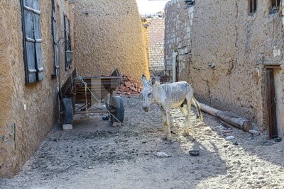 Donkey cart in One of the streets of Siwa Oasis