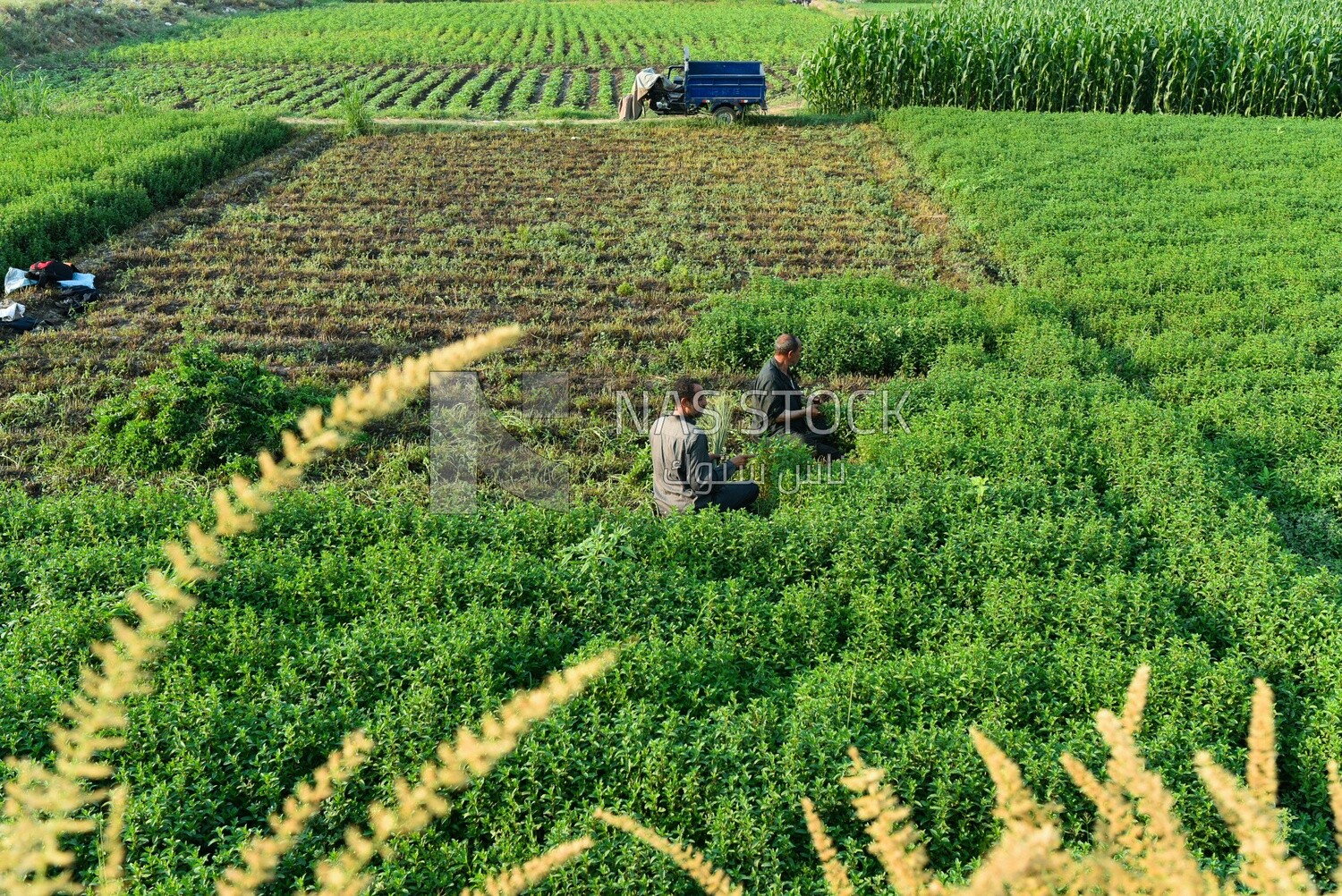 A top view  Egyptian farmers collecting and harvesting mint