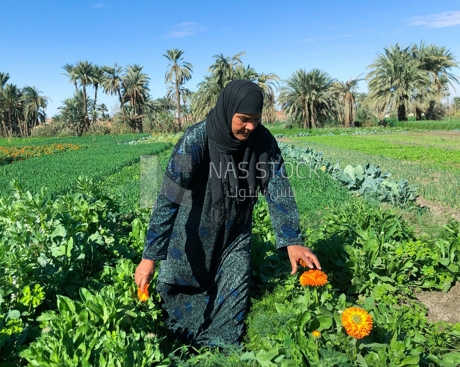 An Egyptian woman collects flowers from the field