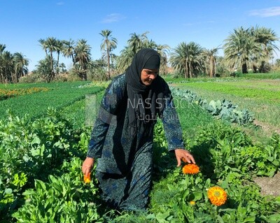 سيدة مصرية تقوم بجمع الزهور من الحقل