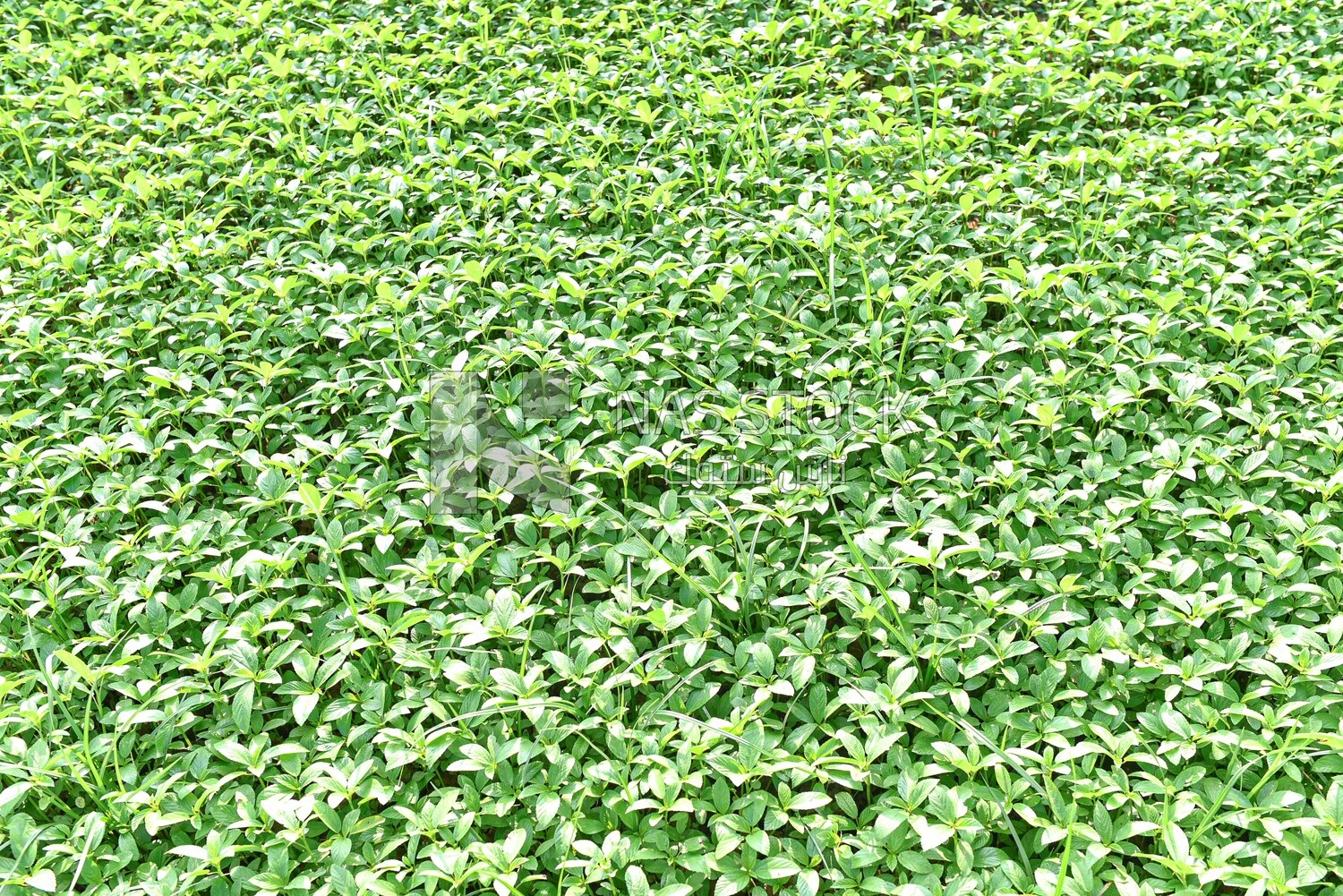 Landscape of a field of flowers , Landscape green farmland