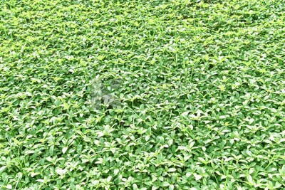 Landscape of a field of flowers , Landscape green farmland