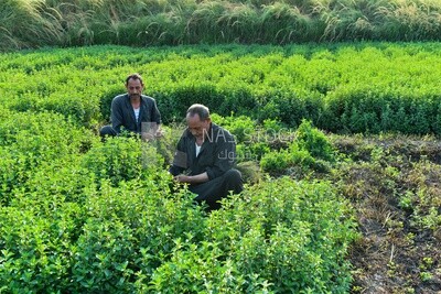 A scene of Egyptian farmers collecting and harvesting mint