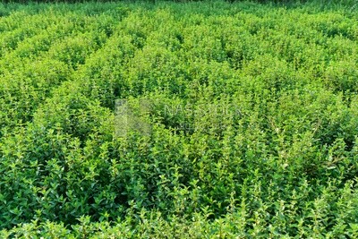Landscape of a large agricultural land with a crop of mint