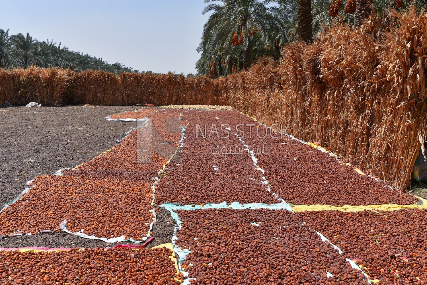 A scene of a palm tree bearing A scene of tons of dates stacked under the sun to dry them