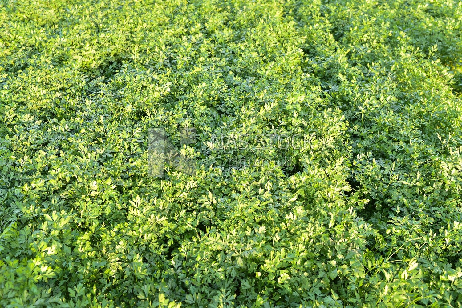 A scene of a parsley field