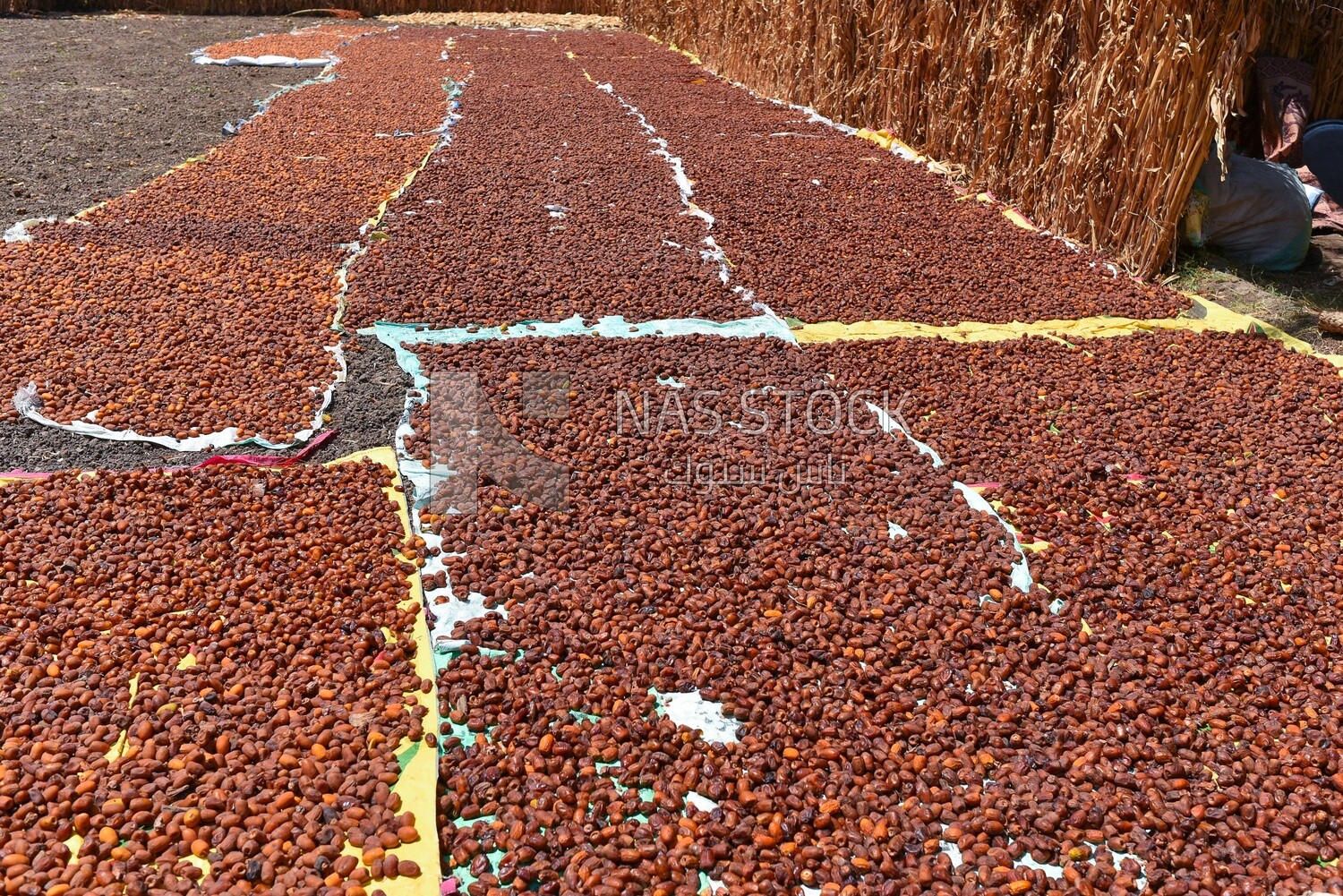 A scene of tons of dates stacked under the sun to dry them