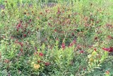 A scene in a field of cocks flowers