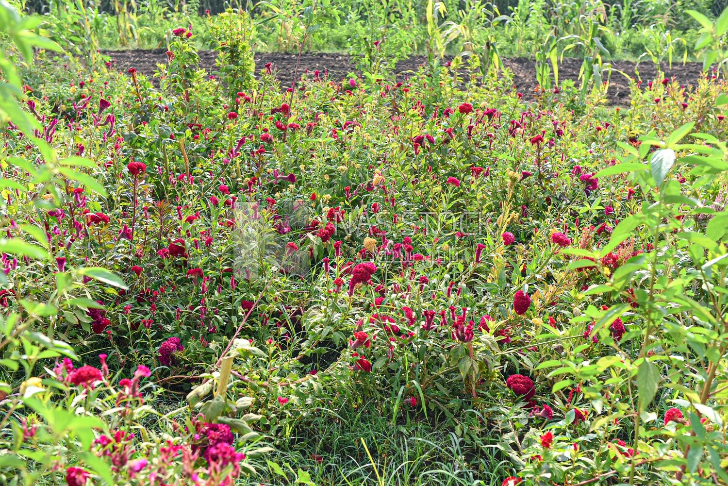 A scene in a field of cocks flowers