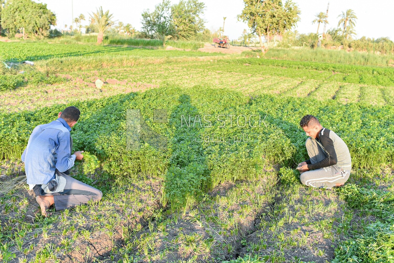 Two Egyptian farmers harvest parsley