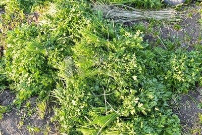 Bunch of parsley in the field